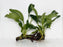 * Plants* Anubias Nana on Spiderwood #88