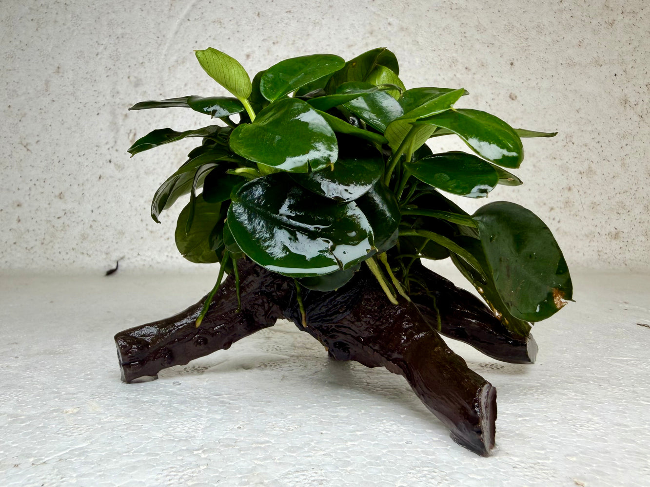 * Plants * Anubias Nana on Spiderwood #167