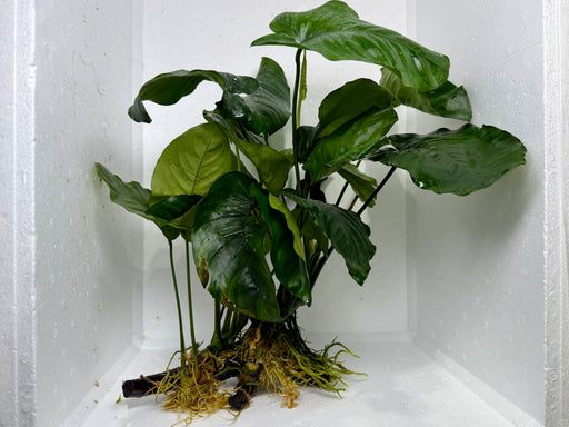 * Plants * Anubias Nana Spiderwood #177