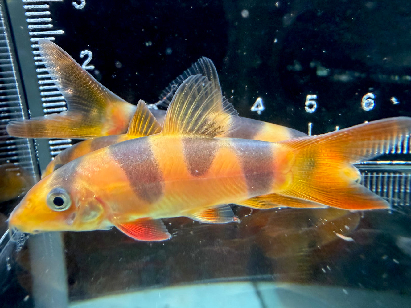 * Other Species * Odd Bar Clown Loach 5-6cm