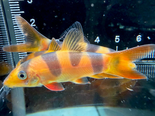 * Other Species * Odd Bar Clown Loach 5-6cm