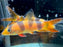 * Other Species * Odd Bar Clown Loach 5-6cm