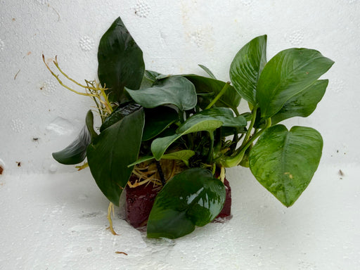 * Plants * Anubias Nana on Rock #44