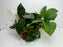 * Plants * Anubias Nana on Rock #44