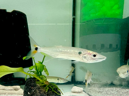 * Other Species *  Acestrorhynchus falcatus “Red tail Barracuda” 6-8cm