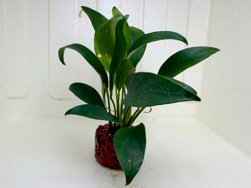 * Plants * Anubias Nana on Rock #48