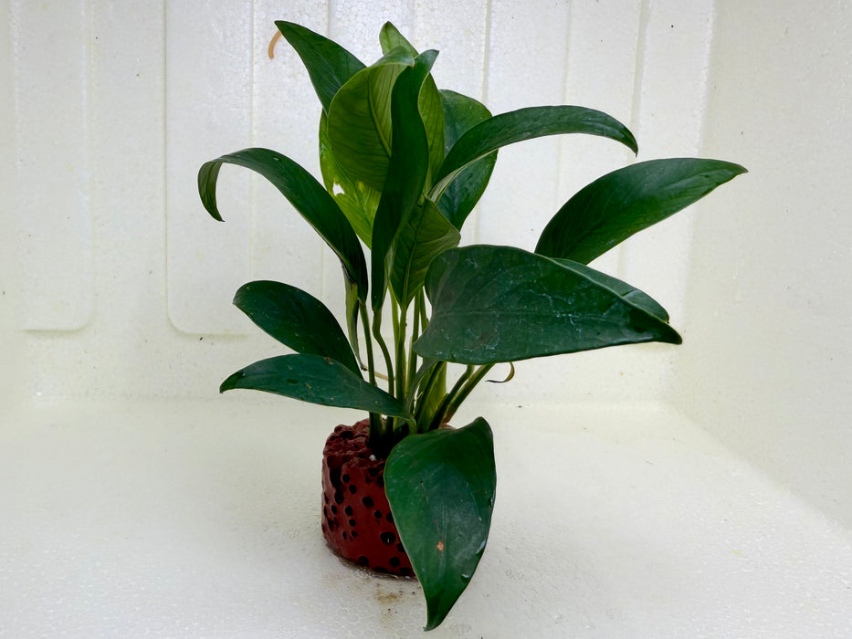 * Plants * Anubias Nana on Rock #48