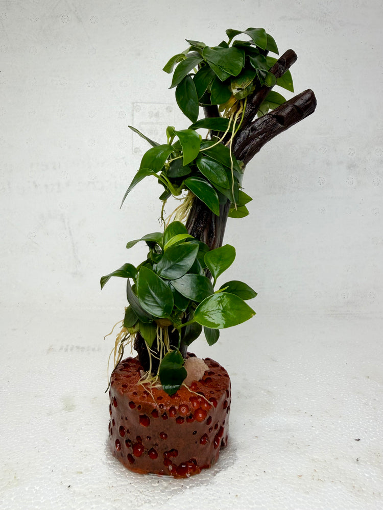 * Plants * Anubias Petite Nana Bonsai #139