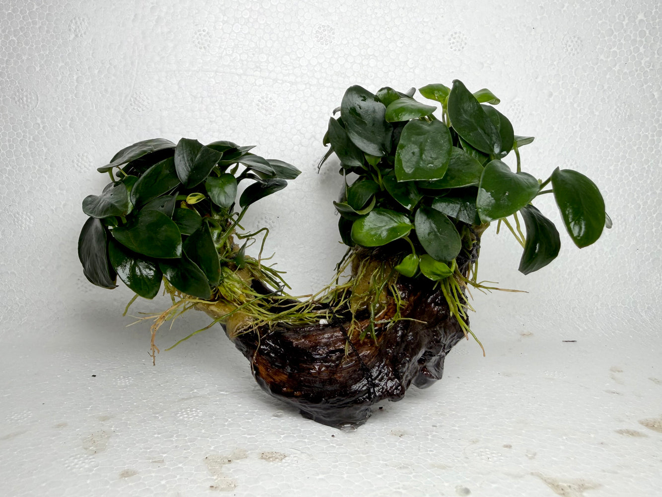 * Plants* Anubias Nana Petite on Spiderwood #99