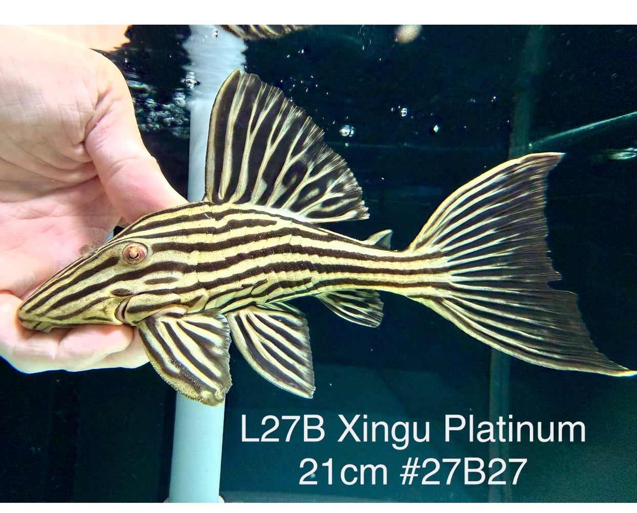 * Pleco *  Panaque armbrusteri (L27B Xingu) 21cm #27b27 (Actual piece)