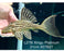* Pleco *  Panaque armbrusteri (L27B Xingu) 21cm #27b27 (Actual piece)