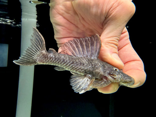 * Pleco *  L269 (Spectracanthicus immaculatus)