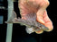 * Pleco *  L269 (Spectracanthicus immaculatus)