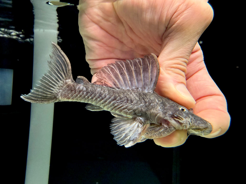 * Pleco *  L269 (Spectracanthicus immaculatus)
