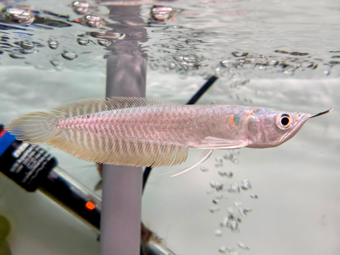 * Arowana * Osteoglossum bicirrhosum (Silver arowana) 15cm
