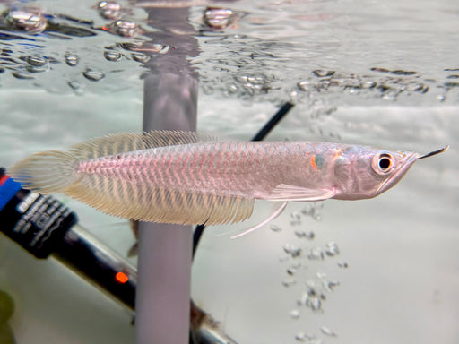 * Arowana * Osteoglossum bicirrhosum (Silver arowana) 15cm