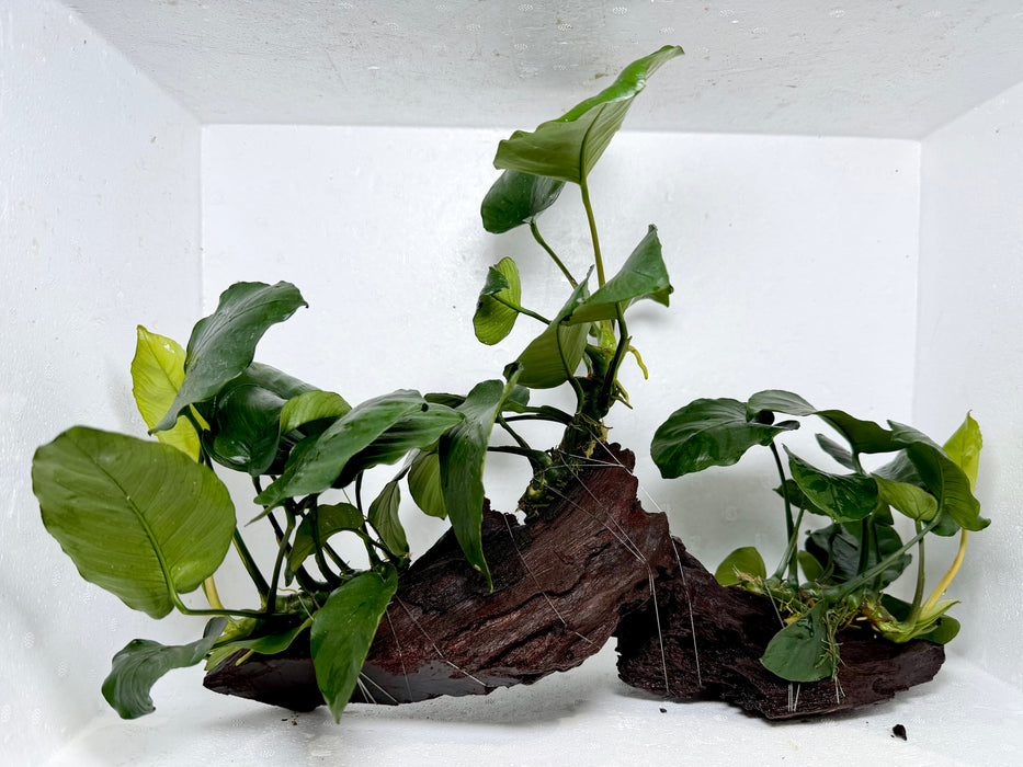 * Plants* Anubias On Driftwood #15