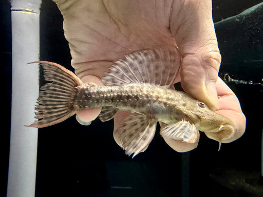 * Pleco * L96 10-12cm