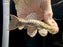 * Pleco * L96 10-12cm