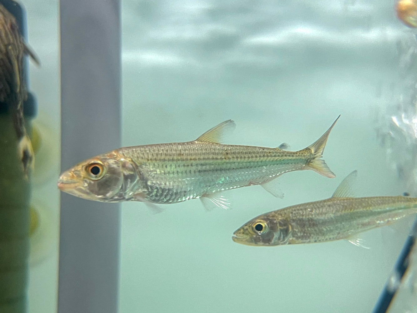 * Other Species * Hydrocynus vittatus (VATF) 8-10cm