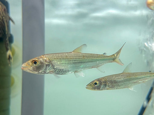 * Other Species * Hydrocynus vittatus (VATF) 8-10cm