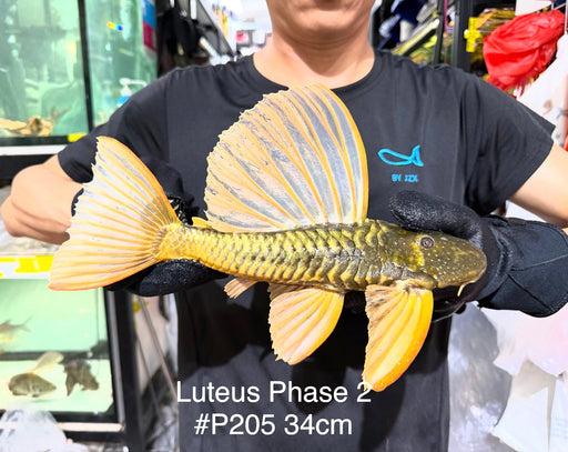 * Pleco *  Hypostomus Luteus phase 2 34cm #P205 (Actual Piece)