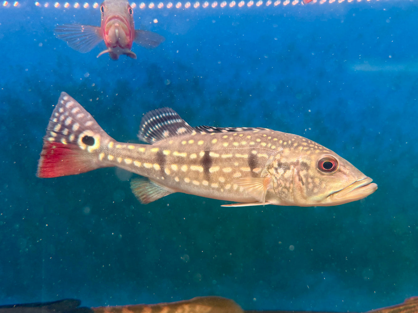 * Cichlid * Cichla Temensis 29-31cm