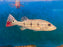 * Cichlid * Cichla Temensis 29-31cm