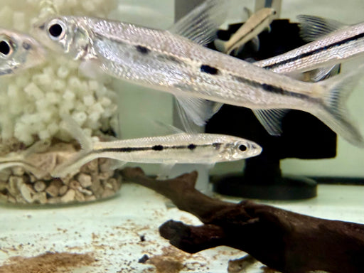 * Tetra  * Hemiodus Tucupi 6-8cm