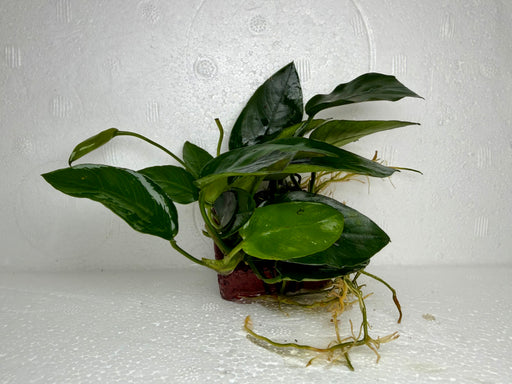 * Plants * Anubias Nana on Rock #19