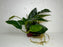 * Plants * Anubias Nana on Rock #19