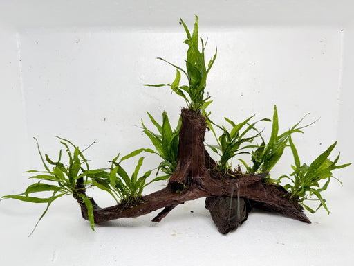 * Plants* Narrow Leaf Fern on Driftwood #01