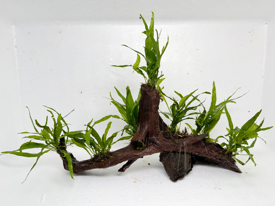 * Plants* Narrow Leaf Fern on Driftwood #01