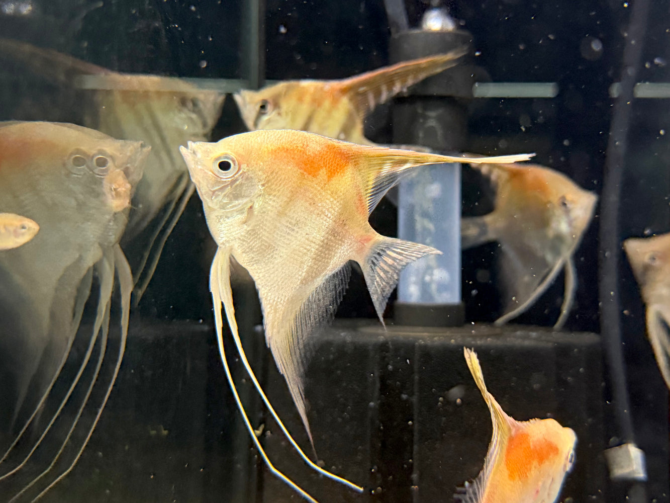 * Discus/Angelfish * Pterophyllum scalare "Amapa Red" German Bred
