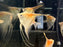 * Discus/Angelfish * Pterophyllum scalare "Amapa Red" German Bred