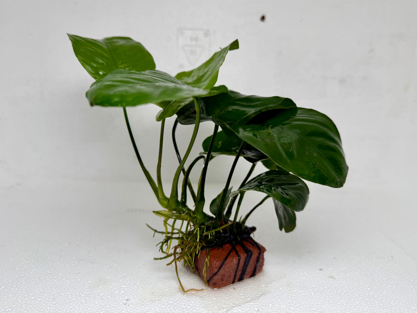 * Plants * Anubias Nana on Rock #35