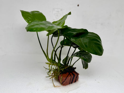 * Plants * Anubias Nana on Rock #35