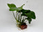 * Plants * Anubias Nana on Rock #35