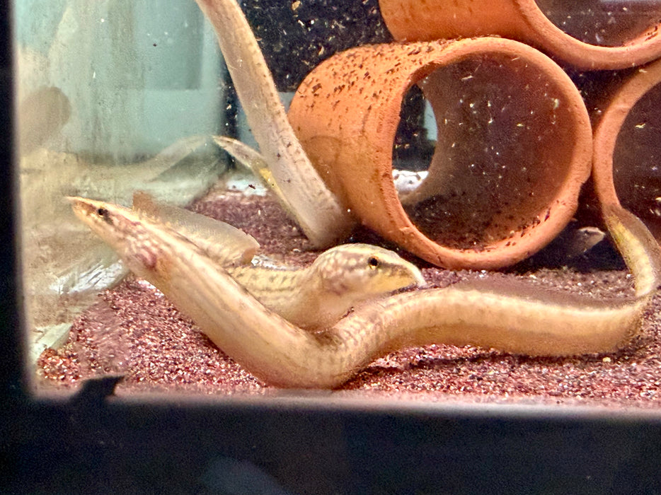 * Other Species * Mastacembelus Liberiensis (African Orange Spot Spiny eel) 8-13cm