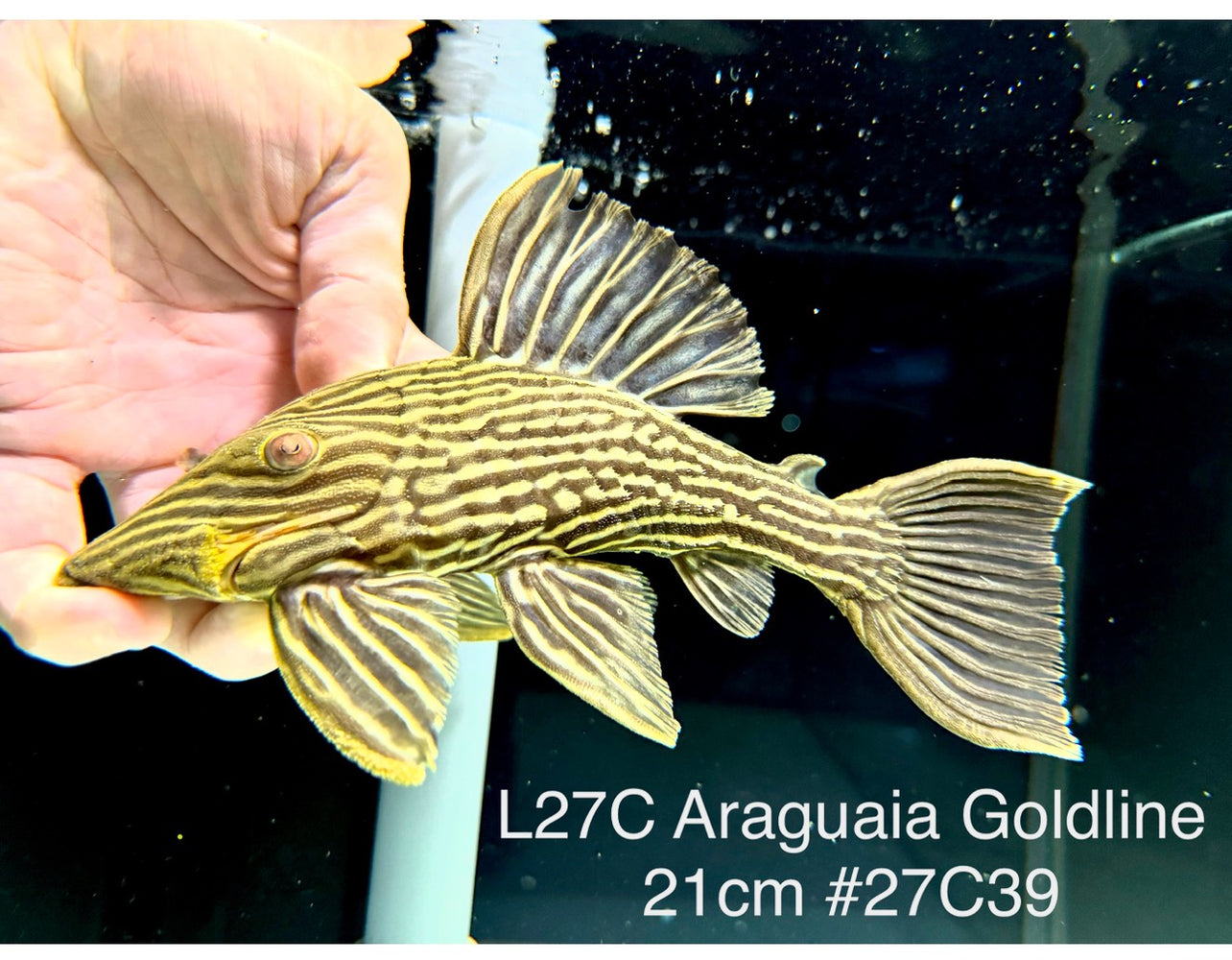 * Pleco *  Panaque armbrusteri (L27C Araguaia GOLDLINE) 21cm #27c39 (Actual piece)