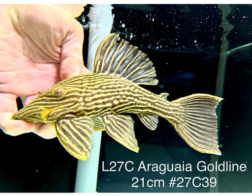 * Pleco *  Panaque armbrusteri (L27C Araguaia GOLDLINE) 21cm #27c39 (Actual piece)