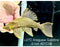 * Pleco *  Panaque armbrusteri (L27C Araguaia GOLDLINE) 21cm #27c39 (Actual piece)