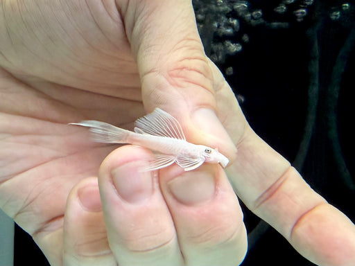 * Pleco * L144 Snow White “Long Fin” 4-6cm