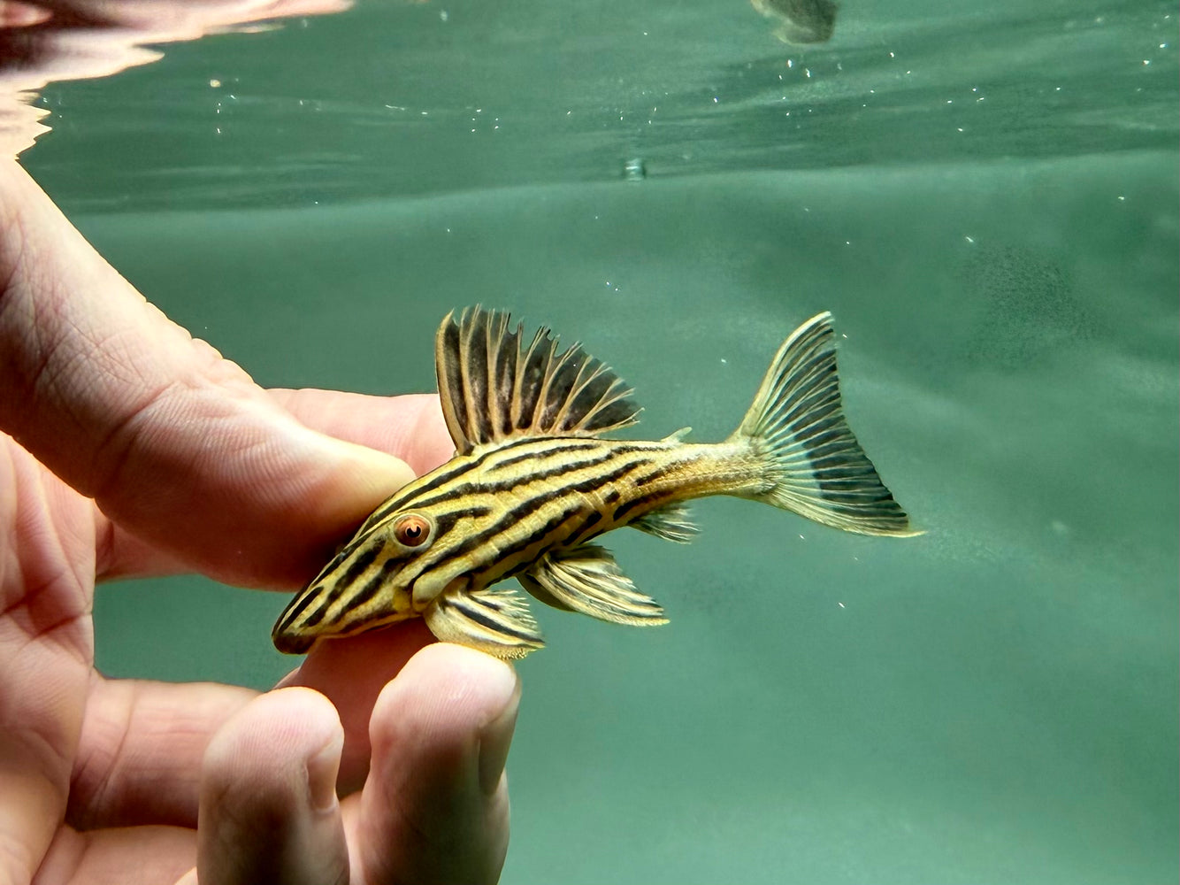 * Pleco * Panaque ambrusteri (L27c Goldline Araguaia) 6-8cm