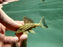 * Pleco * Panaque ambrusteri (L27c Goldline Araguaia) 6-8cm