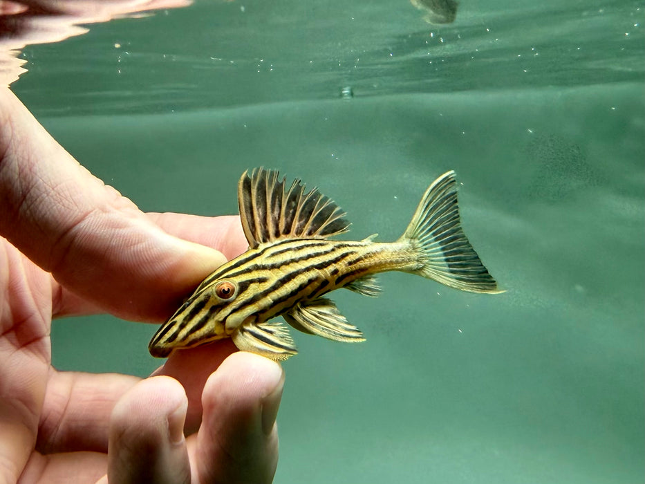 * Pleco * Panaque ambrusteri (L27c Goldline Araguaia) 6-8cm