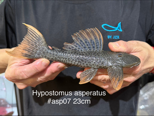 * Pleco *  Hypostomus asperatus 23cm #ASP07 (Actual piece)
