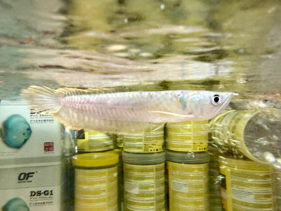* Arowana * Osteoglossum bicirrhosum (Silver arowana) 15cm