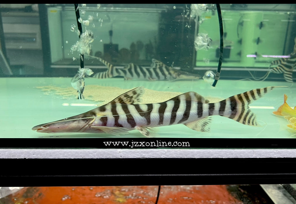 * Catfish *  Merodontotus tigrinus 30cm