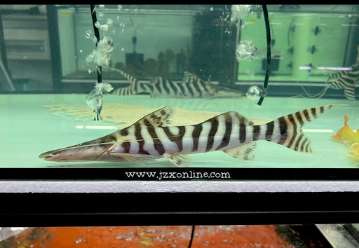 * Catfish *  Merodontotus tigrinus 30cm
